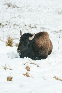 雪地中的牦牛