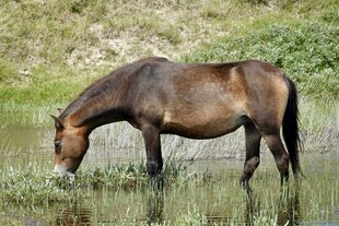 河边吃草的棕色骏马