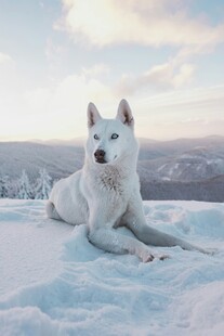 雪地中的白色狗狗