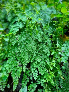 翠绿繁茂的植物叶片