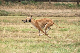 田野中奔跑的矫健猎犬