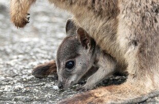 袋鼠育儿袋中的幼崽
