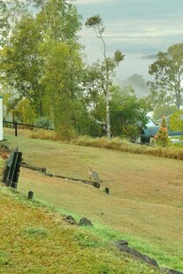 户外草地风景