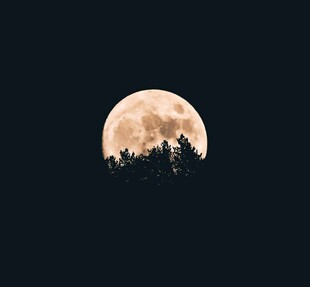 月下森林夜景
