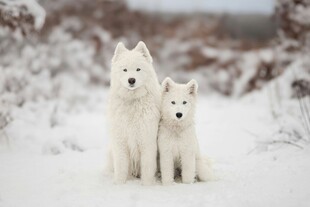 雪地中的两只可爱白狗狗