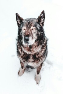 雪中老犬