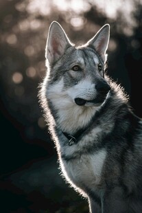 阳光下的灰狼