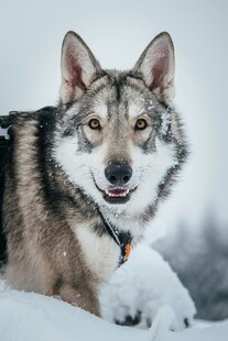雪地中的灰狼