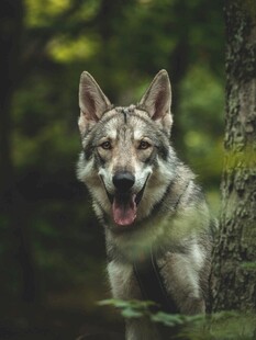 森林中咧嘴笑的帅气狼犬