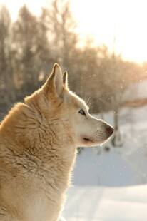 雪地中的哈士奇侧影