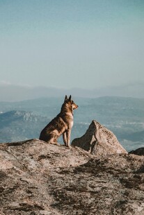 山顶上的野狼