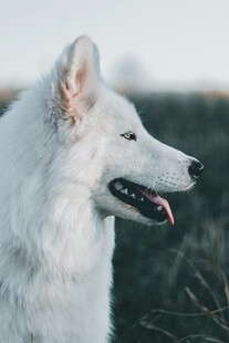 白色狗狗户外惬意瞬间