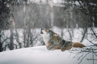 雪地中仰头嚎叫的孤狼