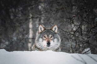 雪地中的孤狼