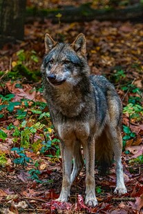 秋日森林中的威武狼