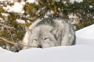 雪地中休憩的灰白狼