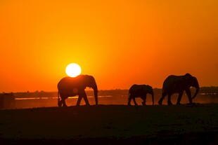 夕阳下漫步的大象