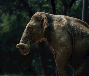 站立的大象