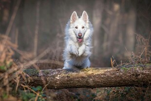 白狼跃过横木瞬间
