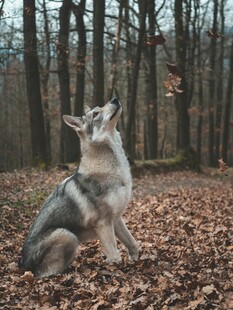 林间狼犬仰头望