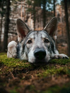 林间休憩的狼犬