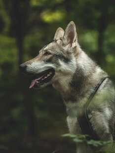森林中的野狼