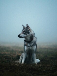 野狼