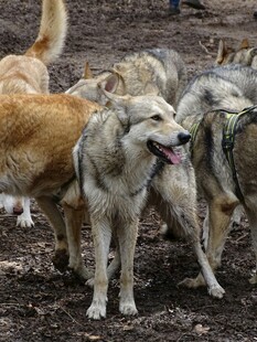 群犬聚集场景