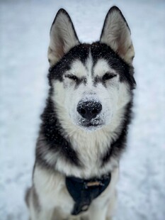 雪地中的哈士奇闭眼卖萌