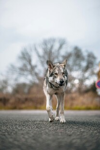 野狼
