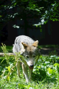 野外独行的灰狼