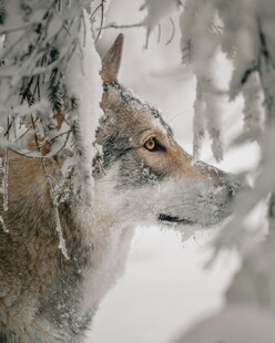 雪地中的狼