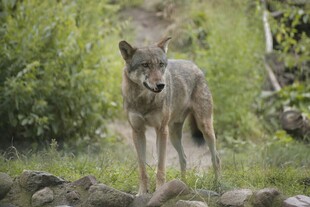 野外孤狼
