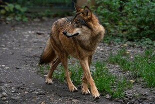 独行郊野的狼