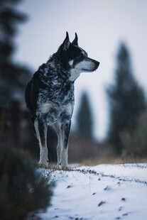 雪地中的孤狼