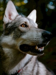 灰白犬特写