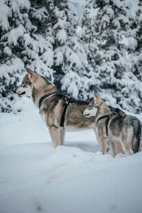 雪地中的两匹狼