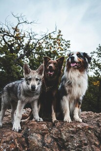 三只萌犬立于岩石之上