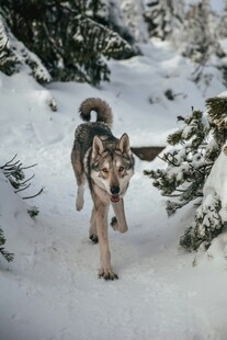 雪地中奔跑的帅气哈士奇