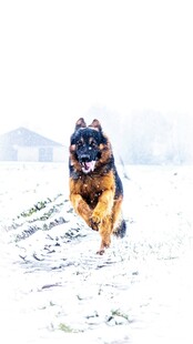 雪地中奔跑的帅气警犬