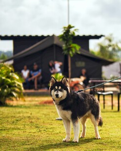 草地上的黑白萌犬