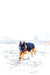 雪地中奔跑的德国牧羊犬