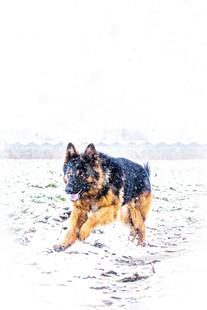 雪地中奔跑的德国牧羊犬