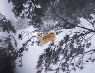 雪地中的金毛犬