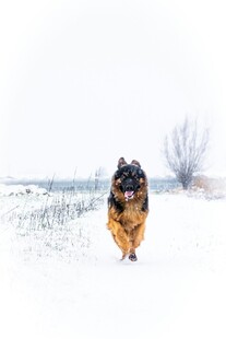 雪地中奔跑的德国牧羊犬
