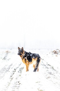 雪地中的德国牧羊犬