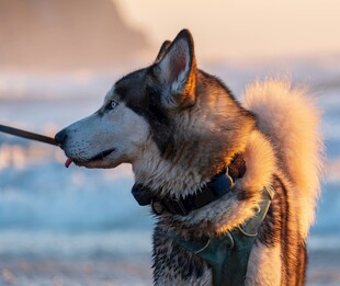 雪地中的阿拉斯加犬