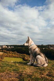 草地孤坐的帅气牧羊犬