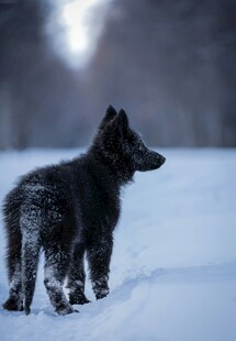 雪地中的黑犬