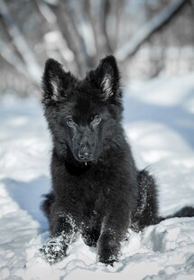 雪地中的黑色幼犬